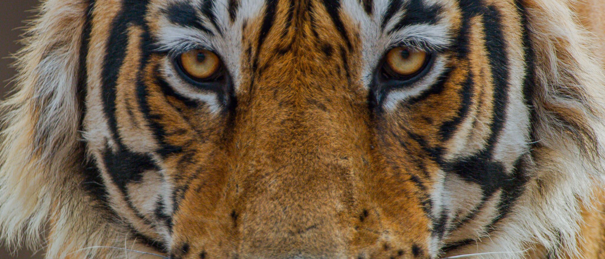 Disneynature: Tiger - Featured Content Banner