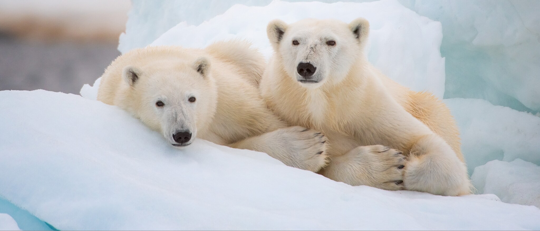 Disneynature's Polar Bear - Featured Content Banner