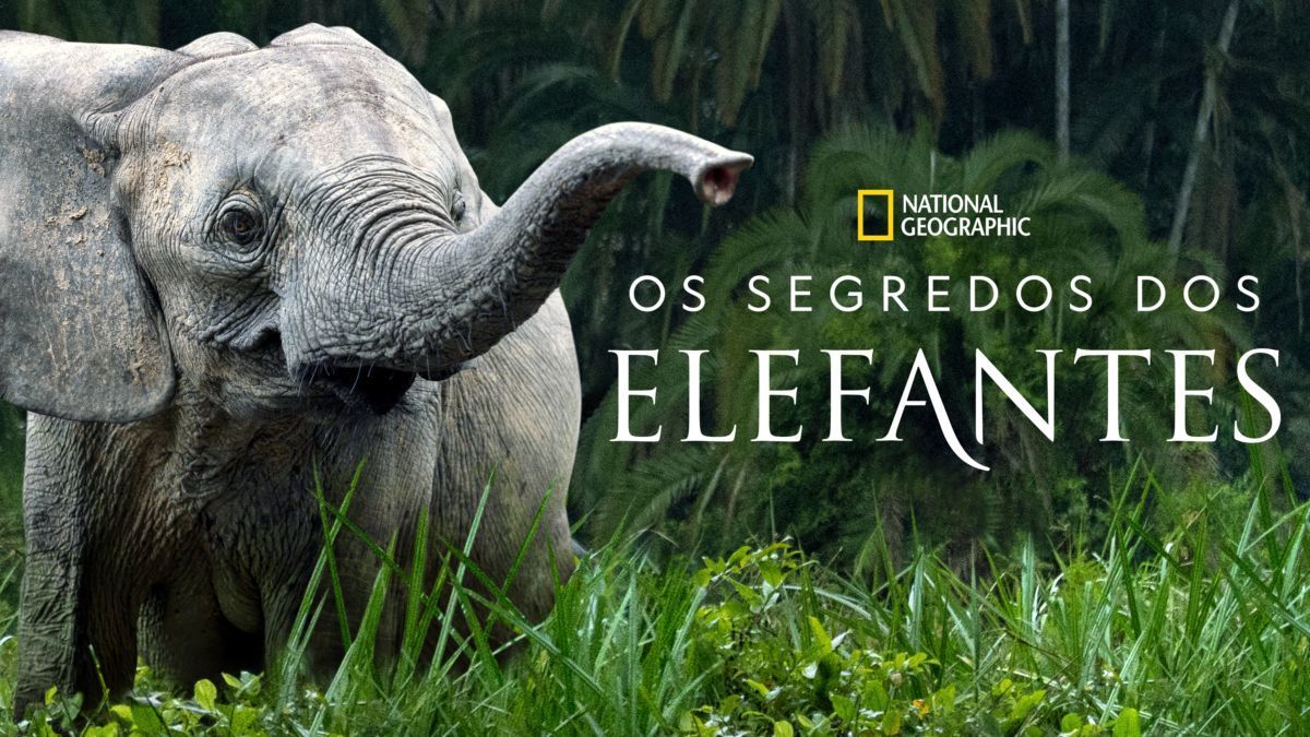 Os Segredos dos Elefantes