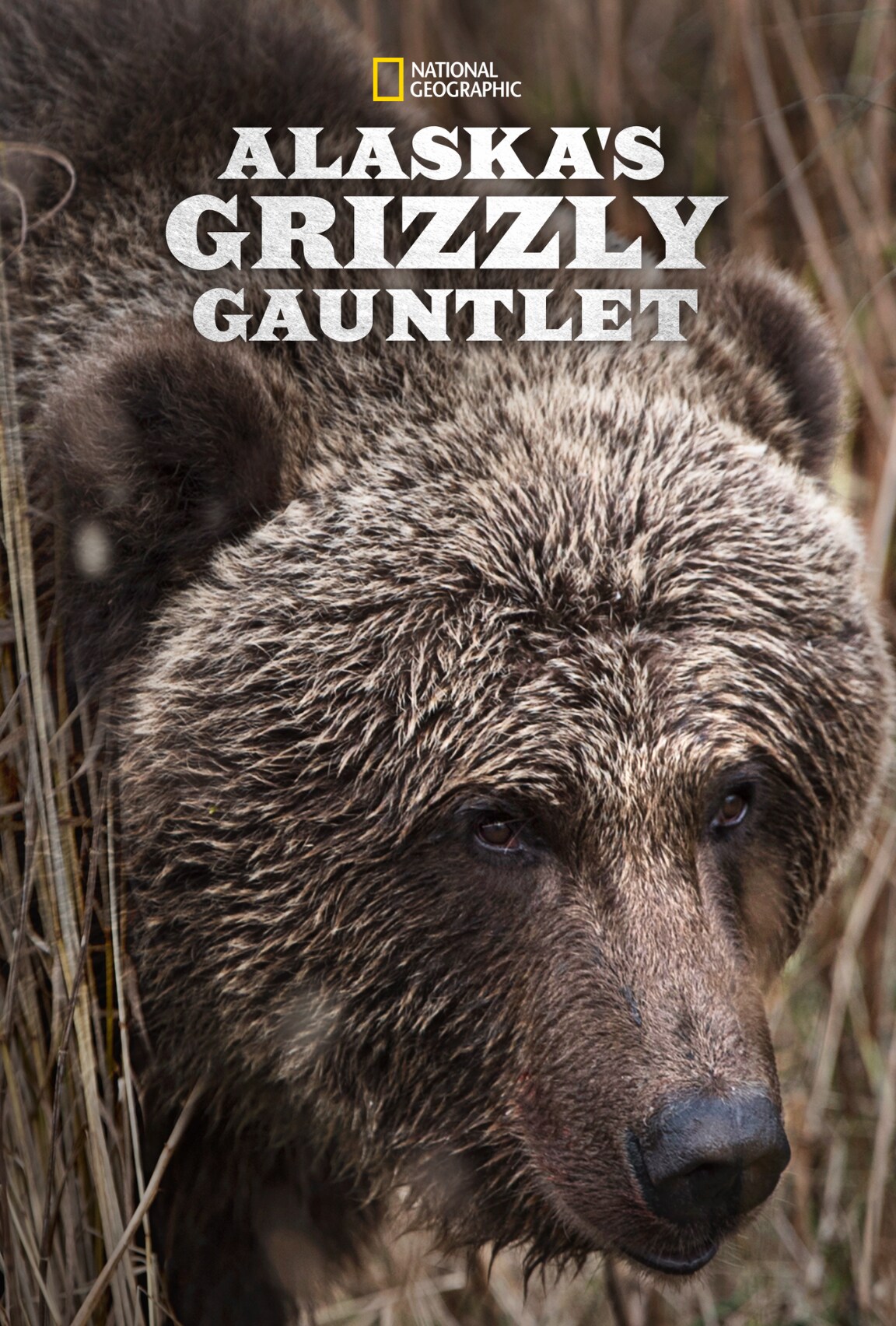Alaska’s Grizzly Gauntlet (2018)