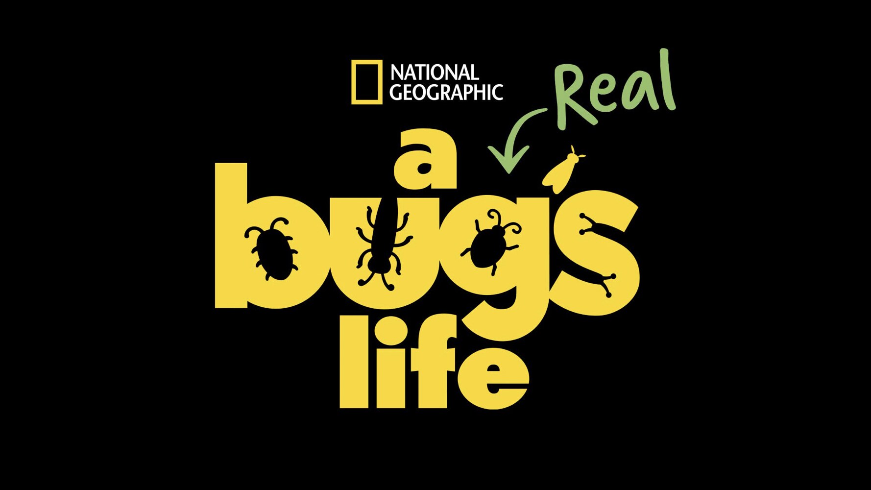 The Bugs Are Back! National Geographic Renews Disney+ Original Series A Real Bug’s Life For Season Two