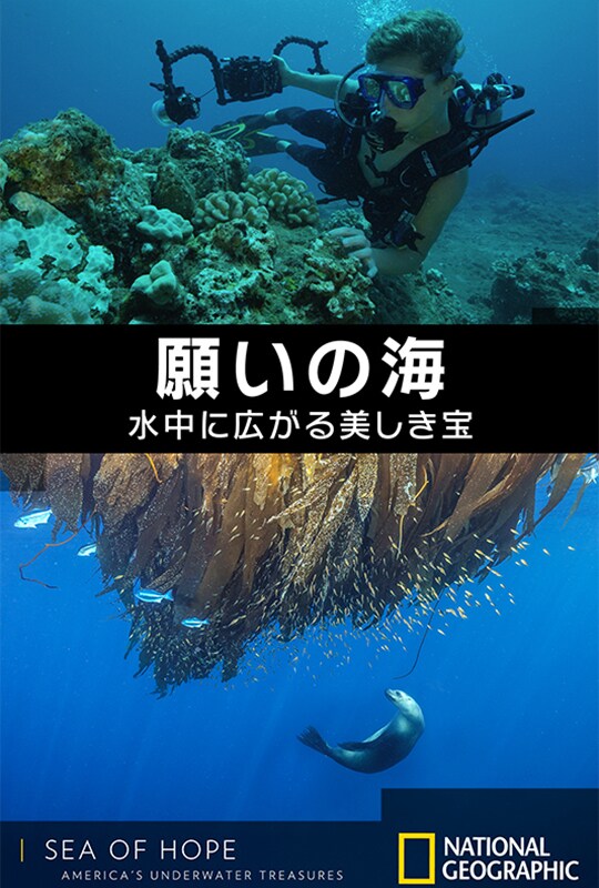 願いの海:水中に広がる美しき宝