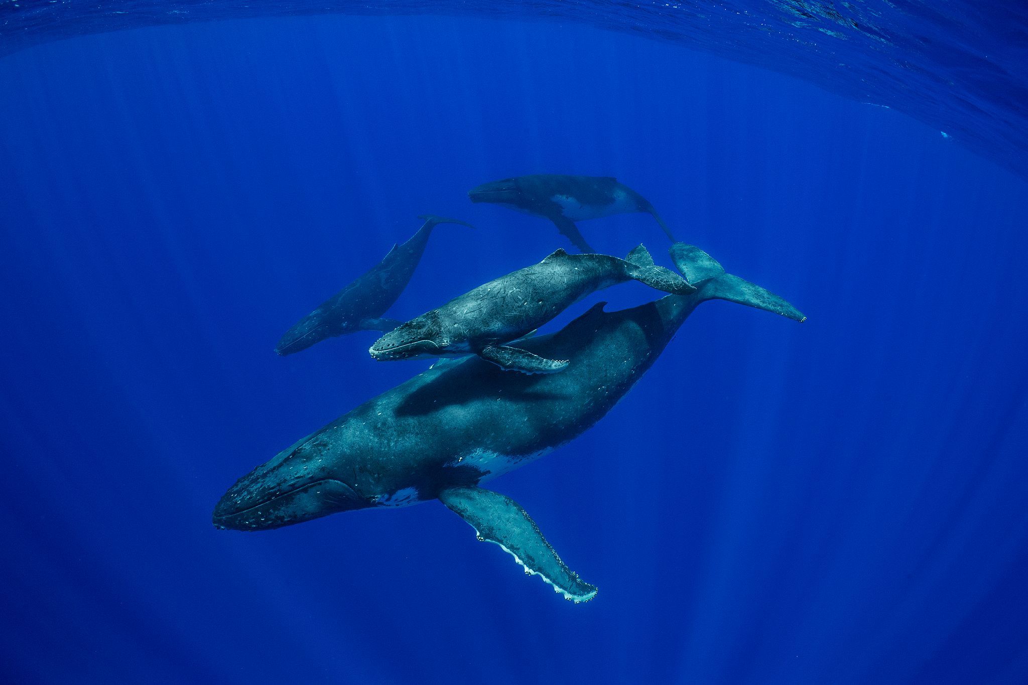 Four Humpback Whales Swimming in the Ocean Together