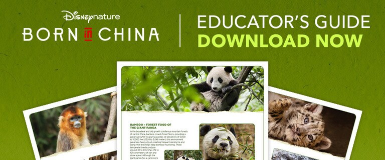 China Wildlife Guide