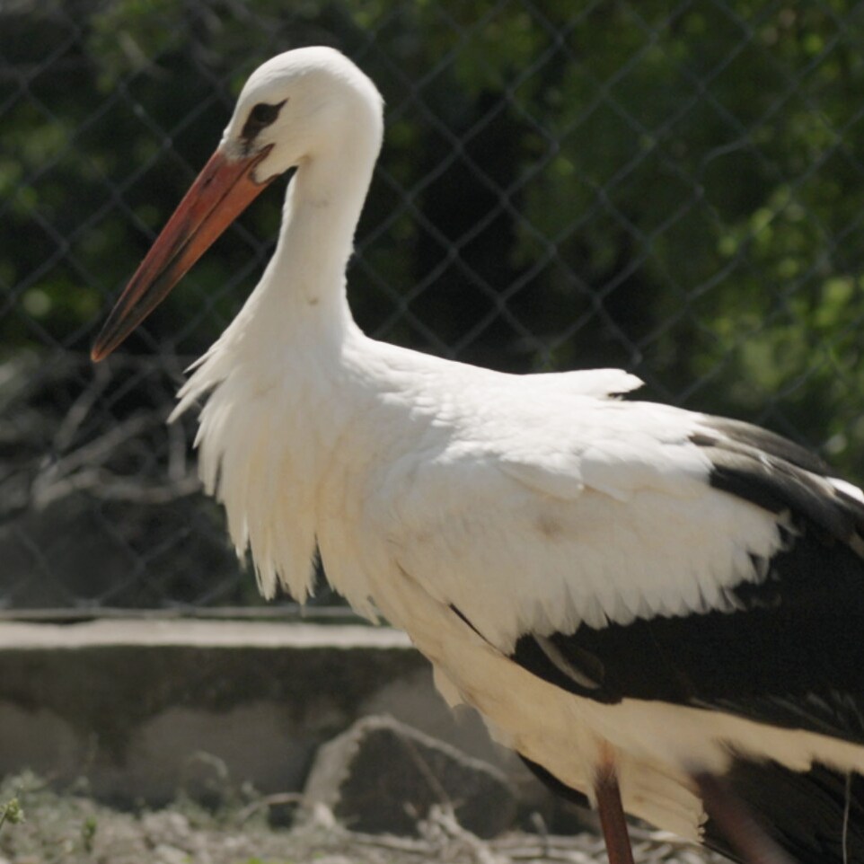 SILYAN (the stork)