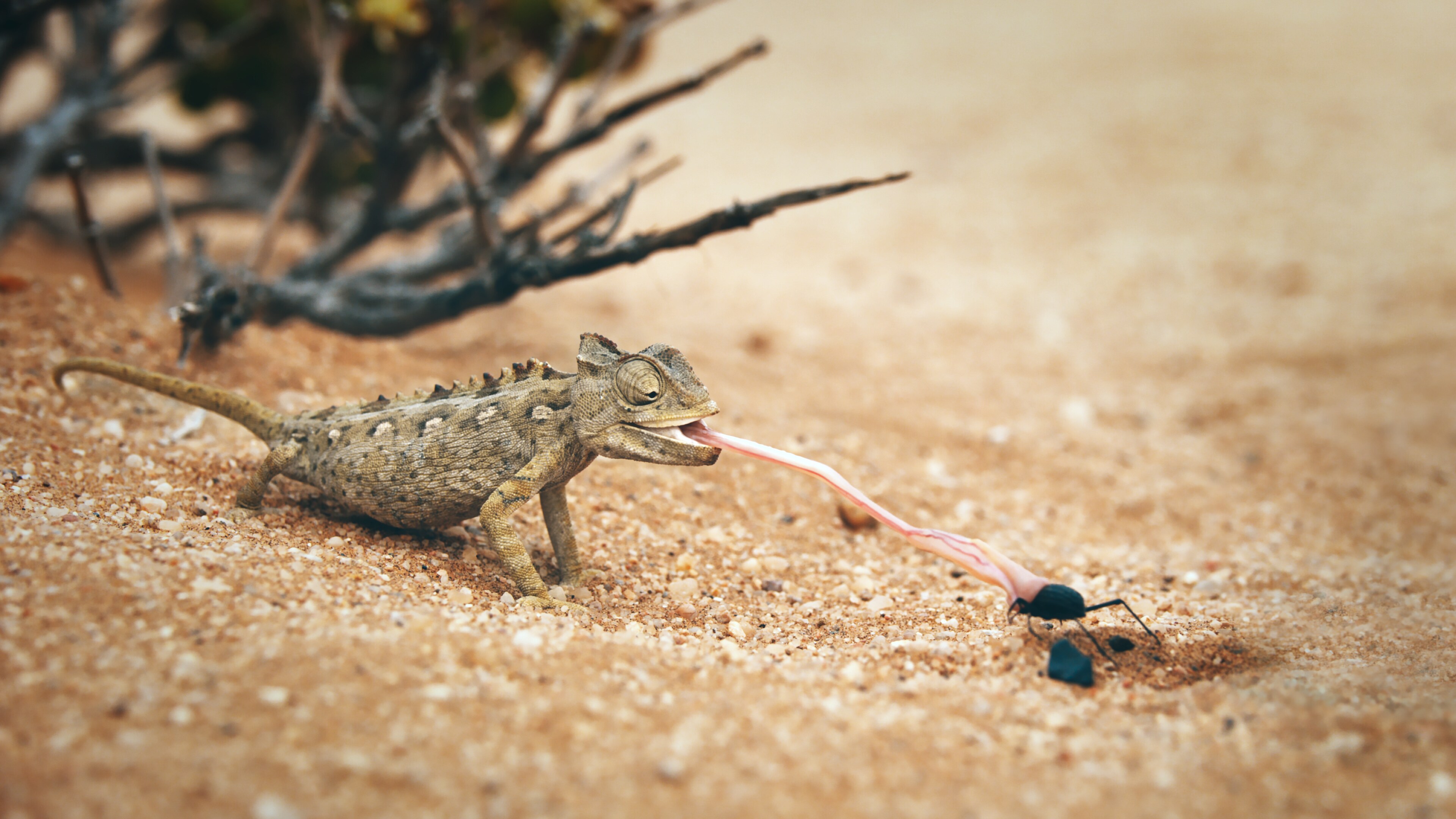 A chameleon eats a bug in the Namib Desert in Namibia.  (National Geographic for Disney+)