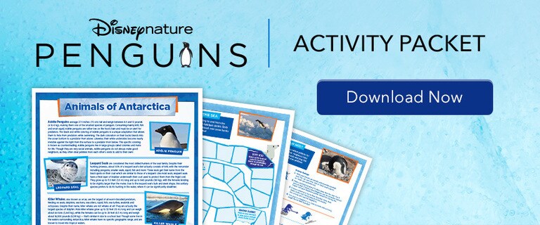 Penguins - Activity Packet