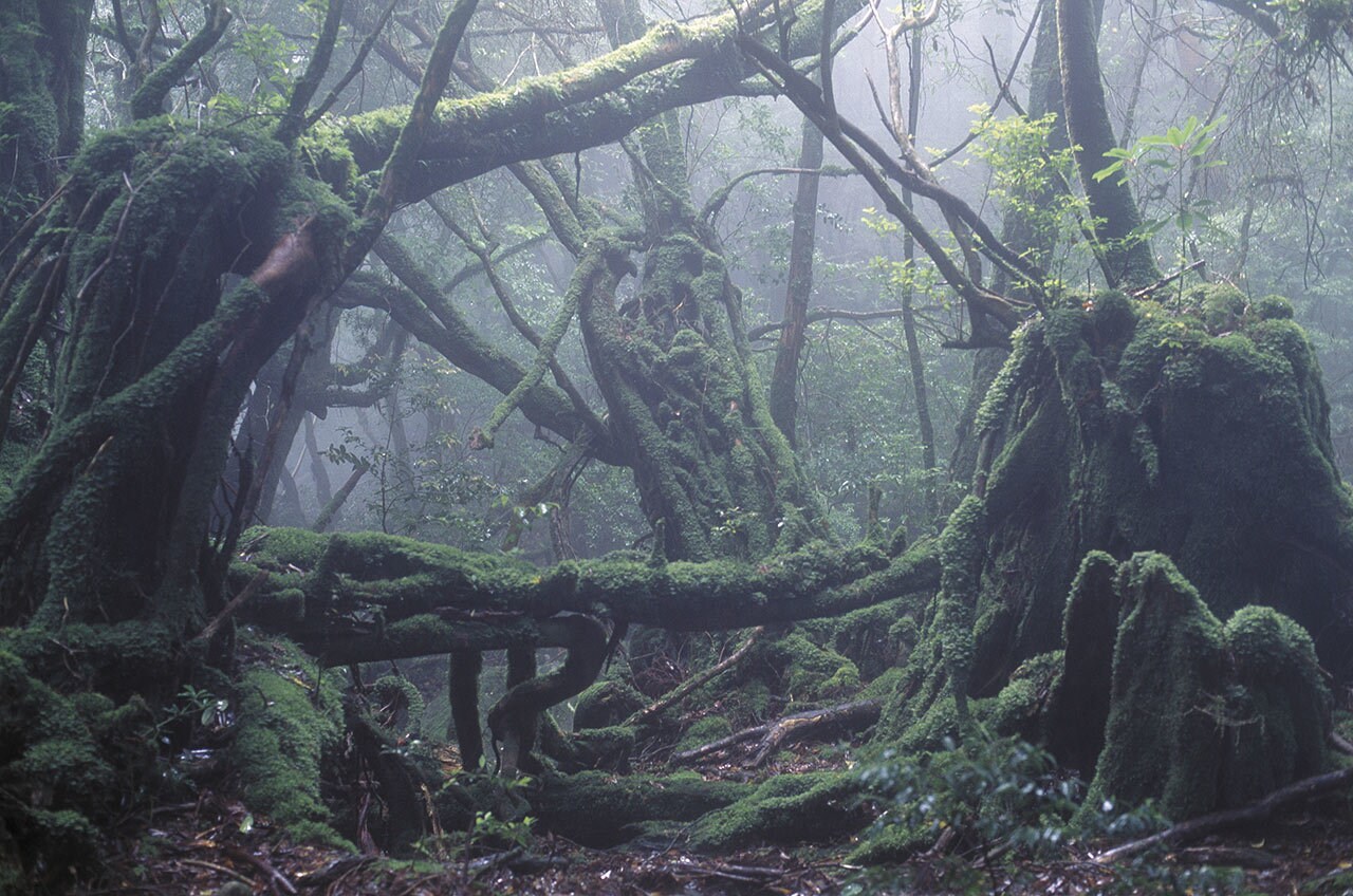 Yakushima