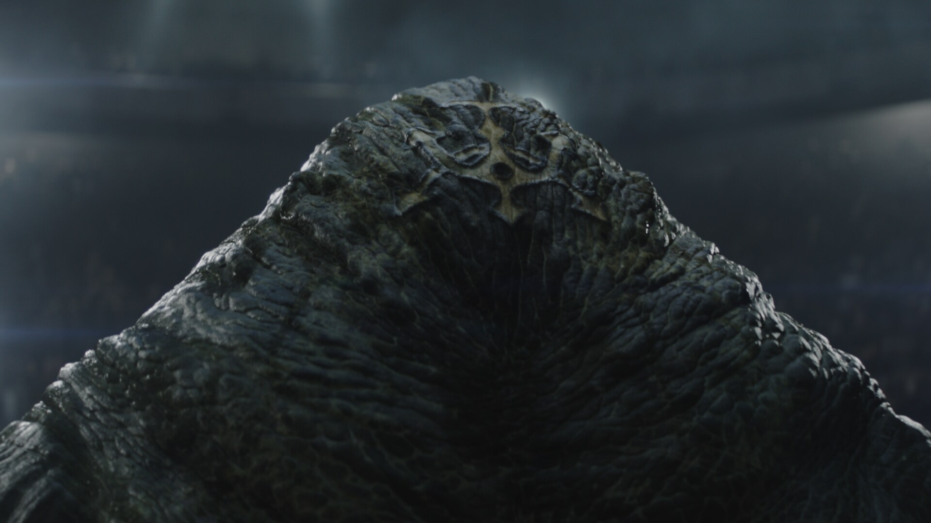 Adult Rotta has the anchor-shaped tattoo of his family clan on the back of his head.