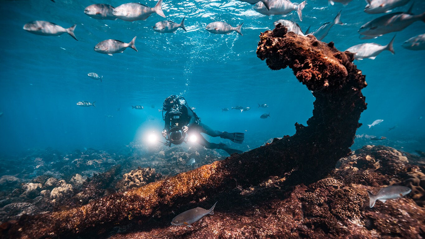 A scuba diver explores a reef