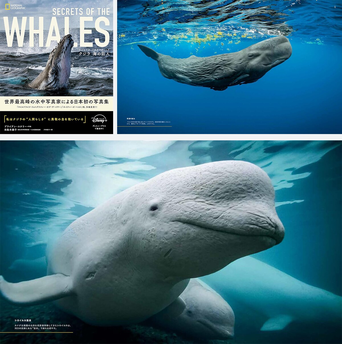 世界最高峰の水中写真家による、これまで見たことのないクジラやイルカたちの素顔を垣間見ることのできる、貴重な写真集「クジラ 海の巨人」