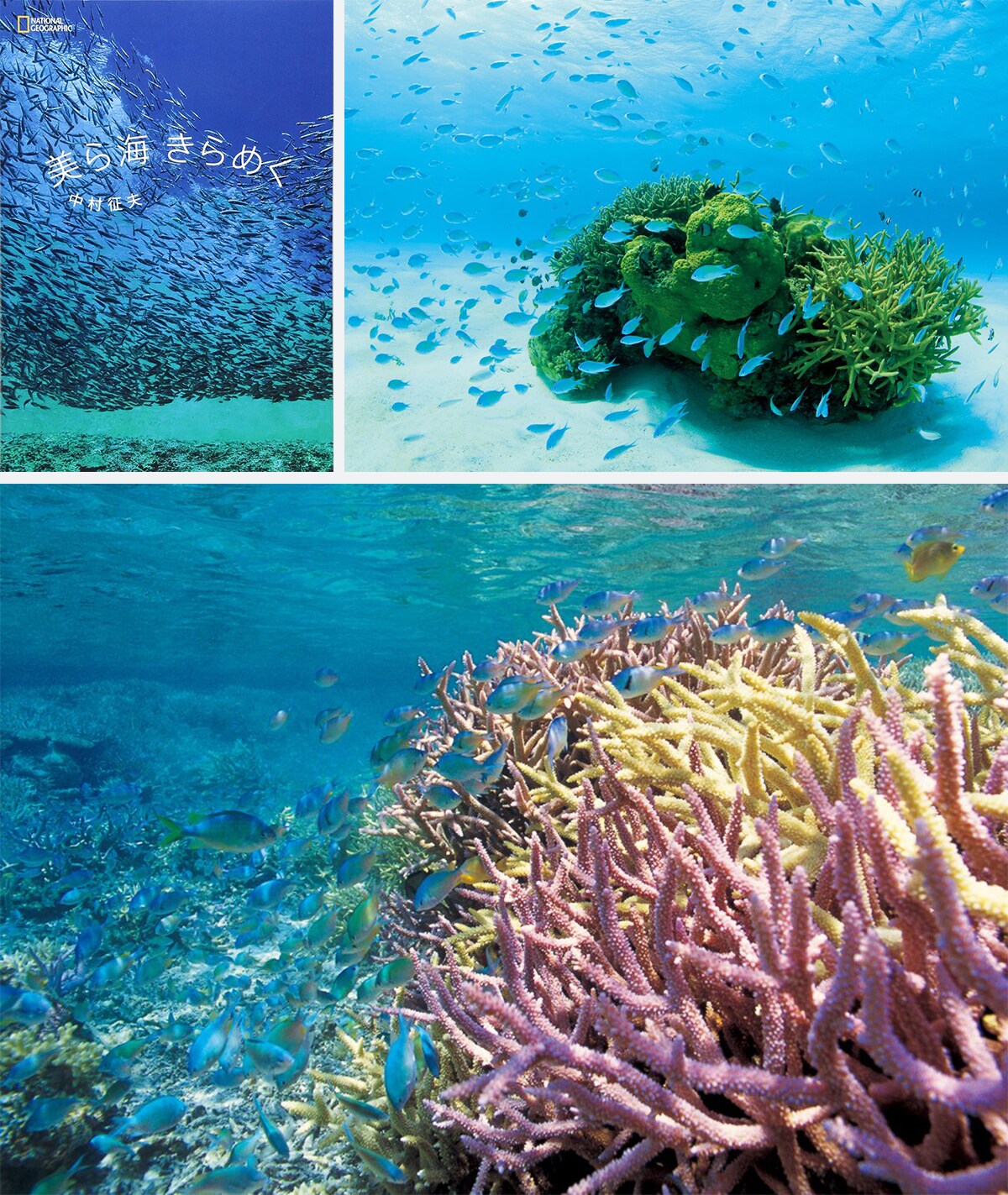 「美ら海 きらめく」沖縄の海を長年撮り続けてきた写真家・中村征夫が、新たな海の魅力に迫る。美しくきらめく海の生き物、雄大な海中の