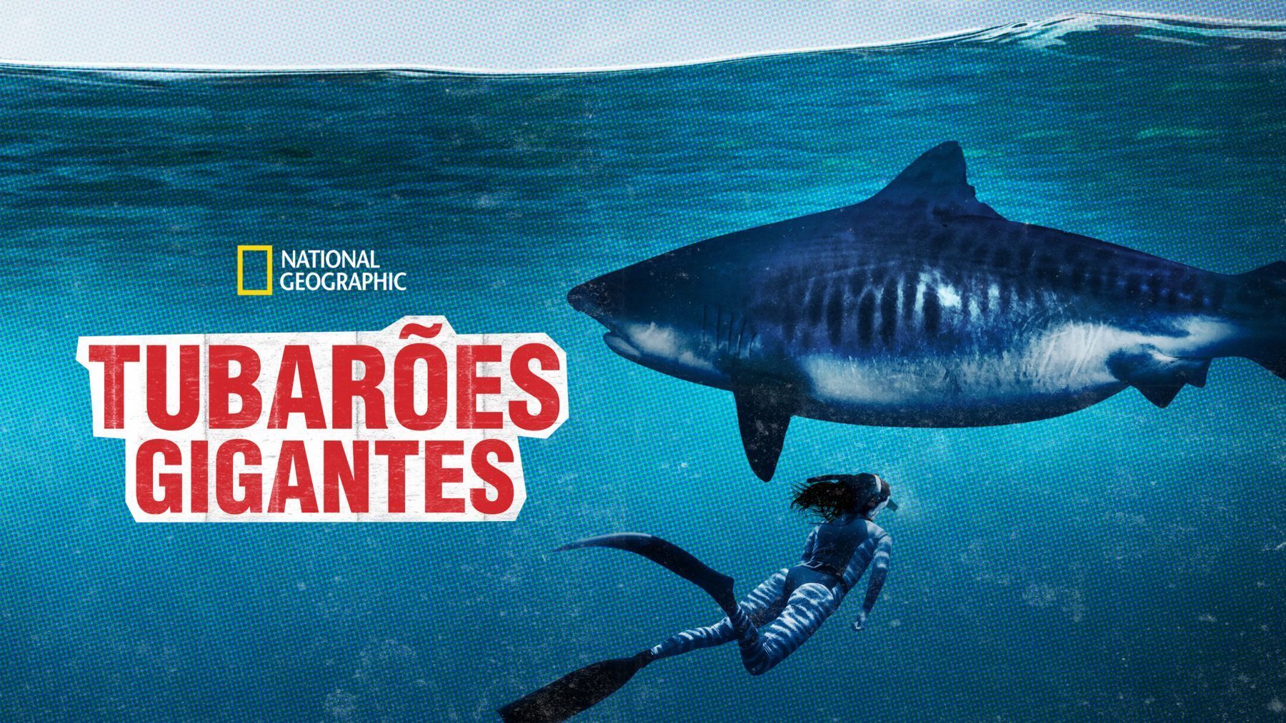 Tubaroes gigantes