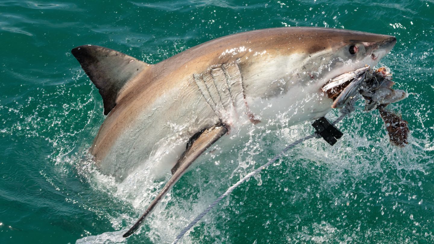 Conheça o fenômeno oceânico que está aproximando os tubarões da costa nos  EUA