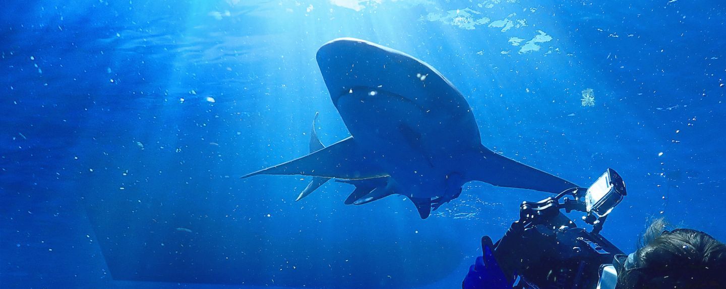 Los documentales sobre tiburones en Disney+