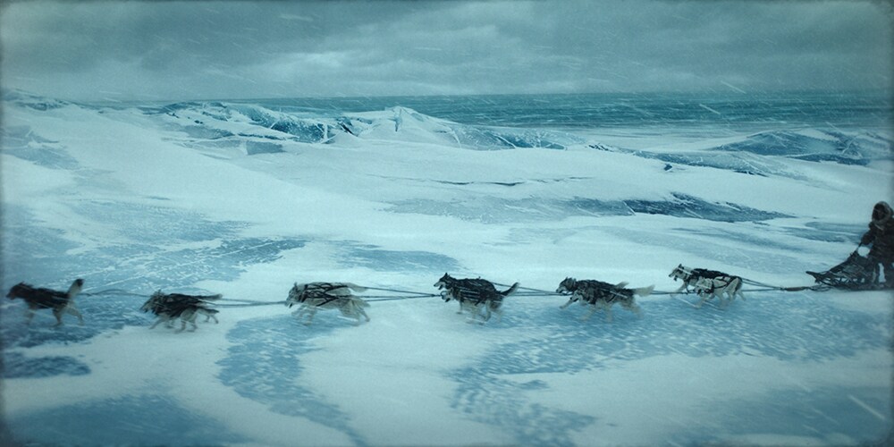 Togo Husky dog team running on the snow