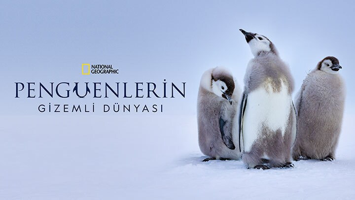 Penguenlerin Gizemli Dünyası