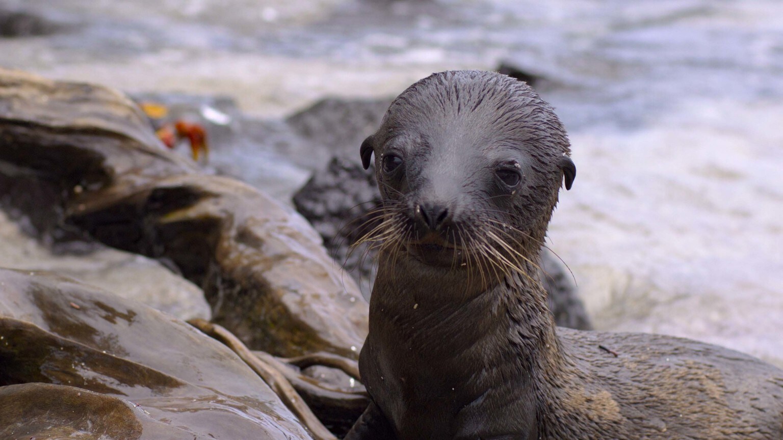 Disneynature Marks Earth Day with Launch of “Sea Lions of the Galapagos”—Plus, Soundtrack Debuts Today