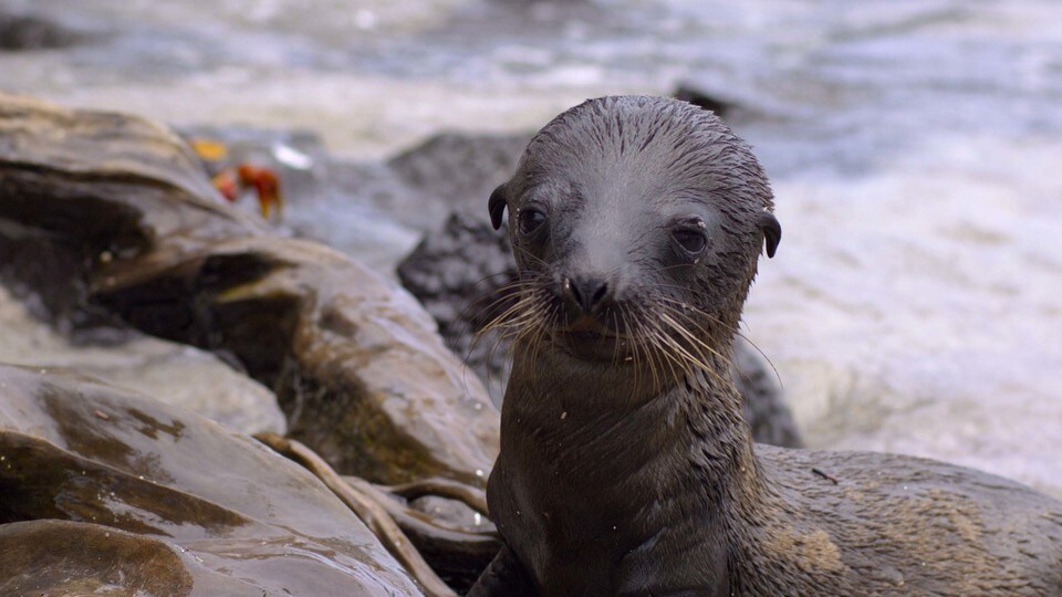 Disneynature Marks Earth Day with Launch of “Sea Lions of the Galapagos”—Plus,  Soundtrack Debuts Today | UK Press