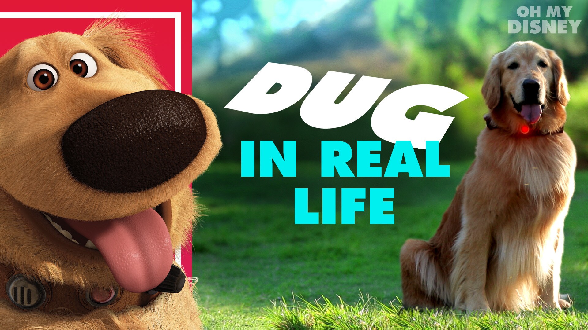 Disney•Pixar’s Dug the Talking Dog | Disney In Real Life