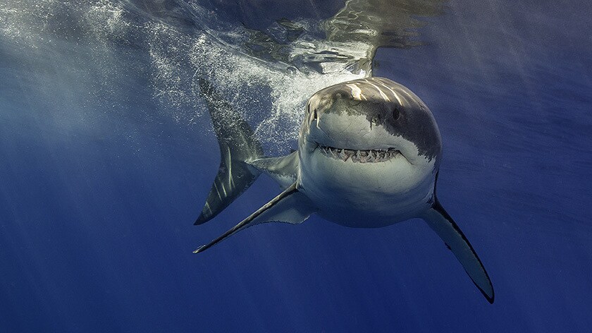 Sharkfest Image