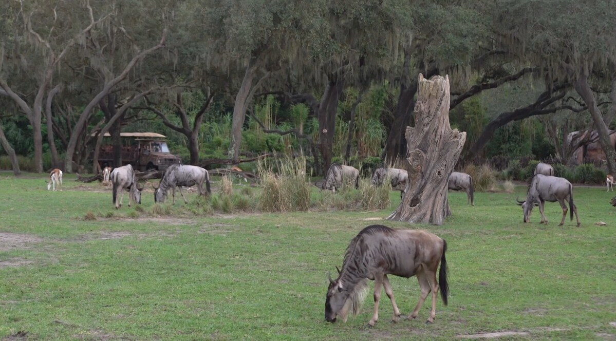 Wildebeests