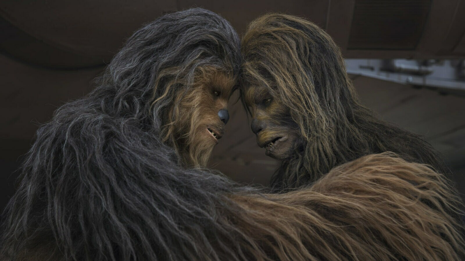 Wookiees species