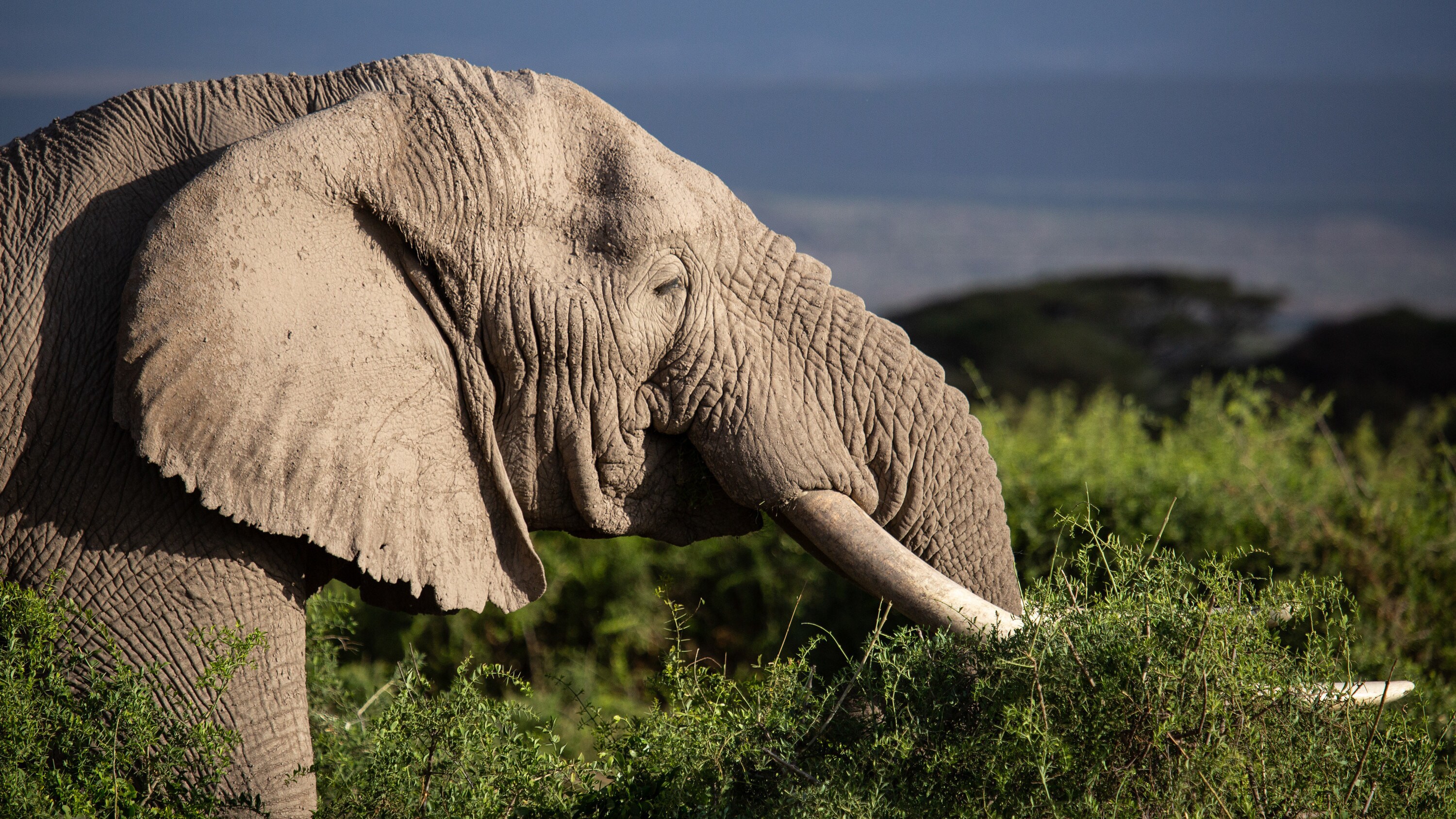Ogromne, tajemnicze i… wrażliwe. „Sekretne życie słoni” w National Geographic już od 22 kwietnia
